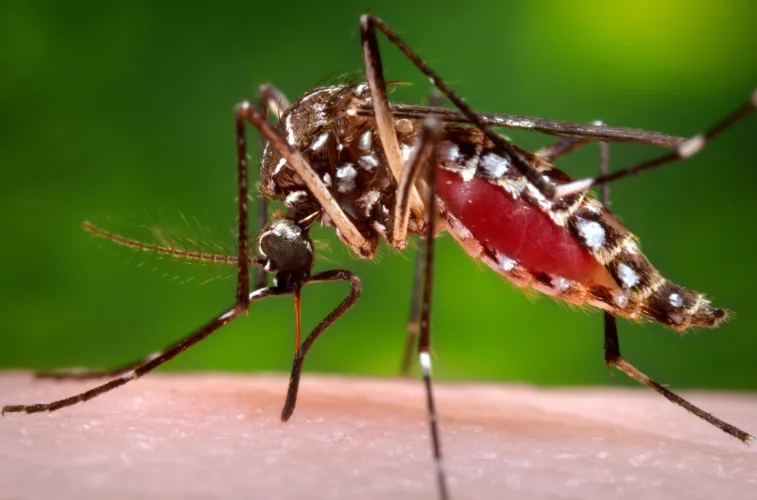 Florida's dengue outbreak is now the largest in a US state in decades